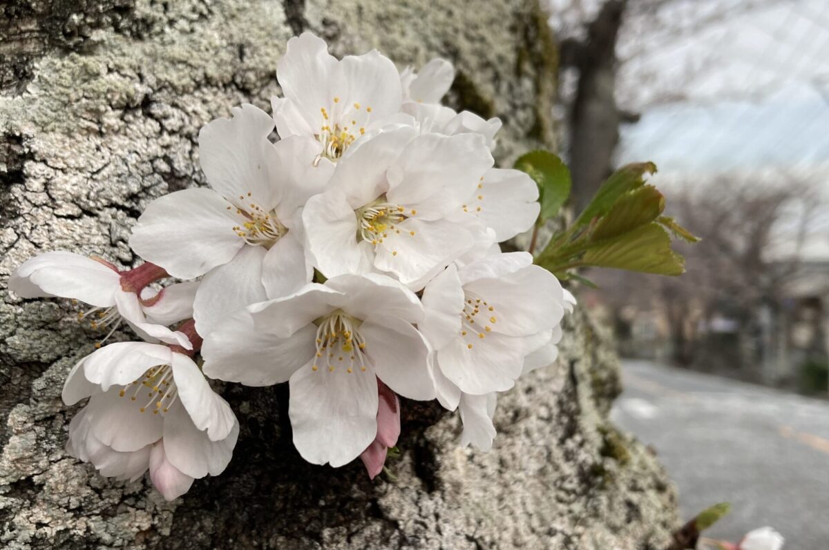 湘南鷹取１丁目自治会